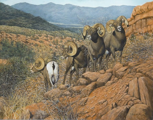 rams